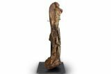 Fossil Hadrosaur (Edmontosaurus) Femur - Wyoming #379439-1
